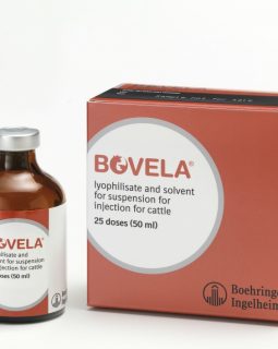 Bovela