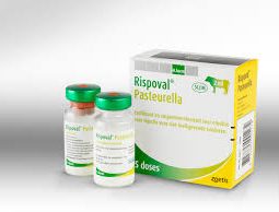 Rispoval Pasteurella 25d