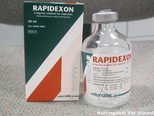 RAPIDEXON RAPIDEXON – 100ML