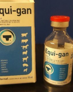 EQUI-GAN