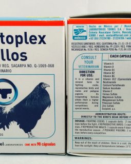 Antoplex gallos