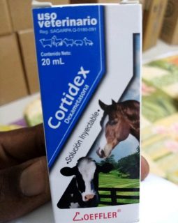 Cortidex